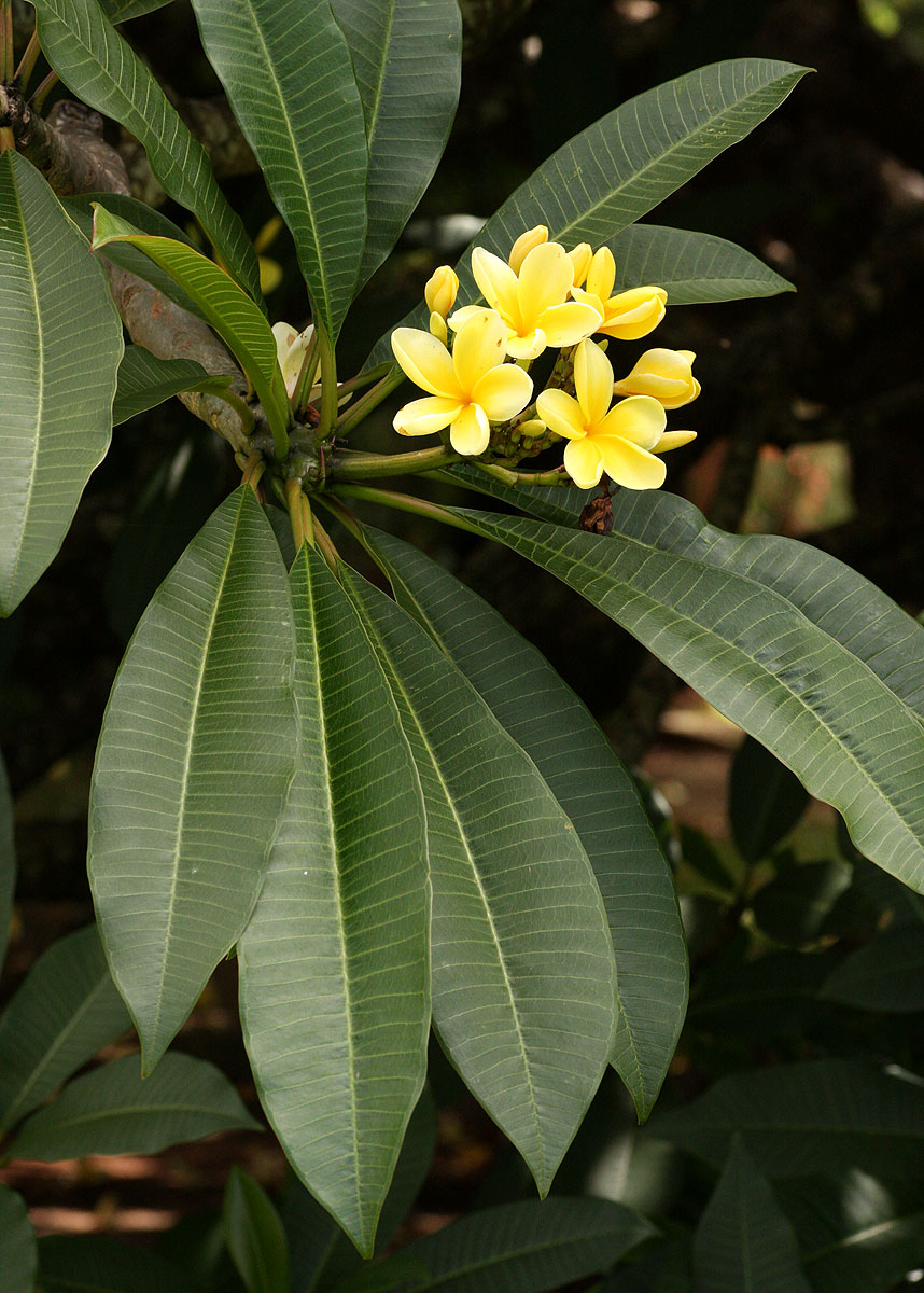 Plumeria rubra