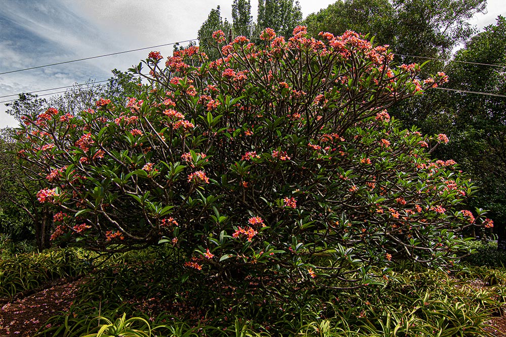 Plumeria rubra