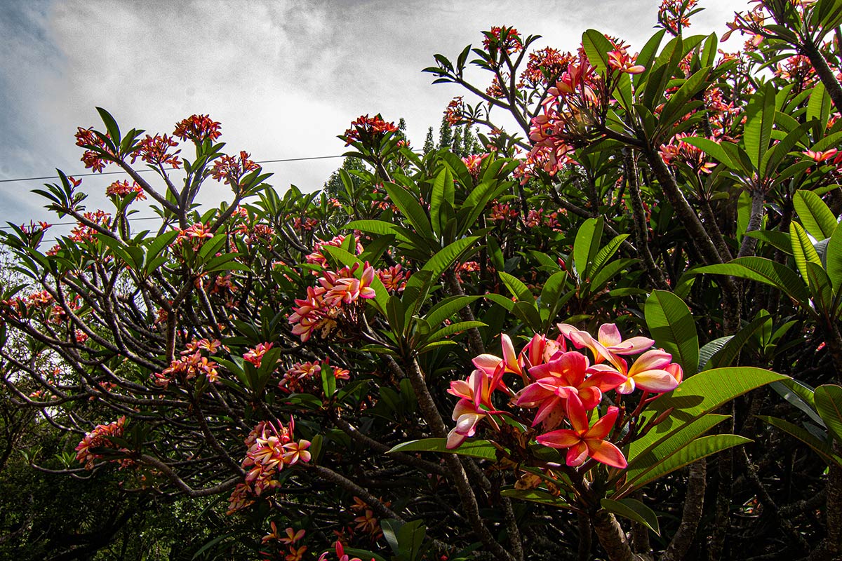 Plumeria rubra