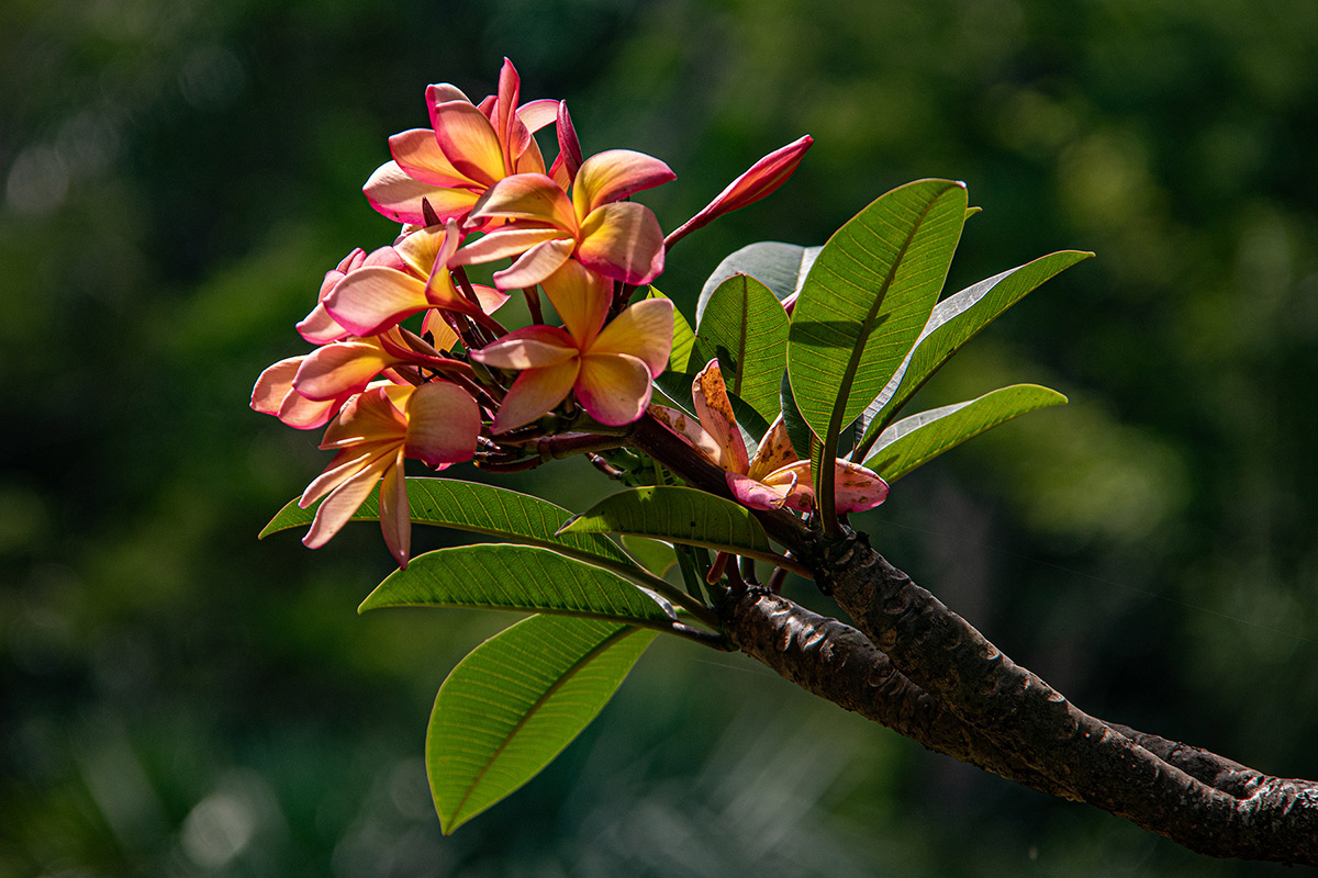 Plumeria rubra