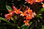 Plumeria rubra