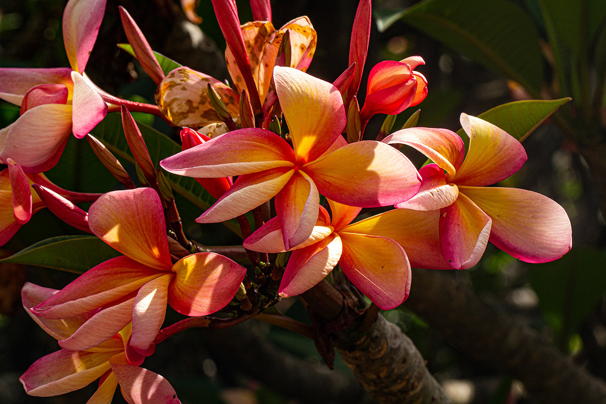 Plumeria rubra