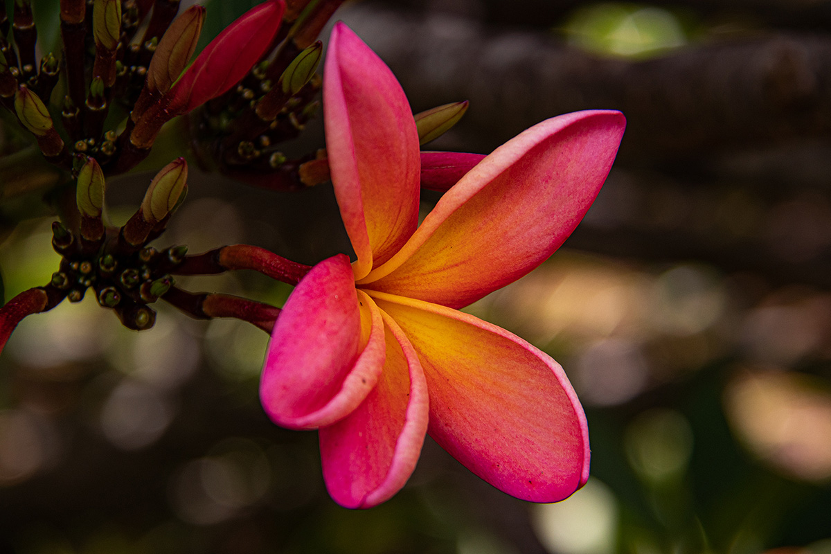 Plumeria rubra