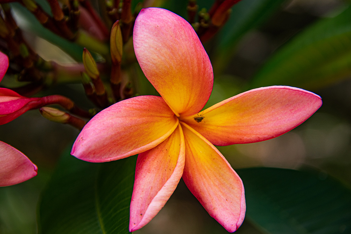 Plumeria rubra
