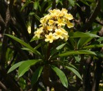 Plumeria rubra
