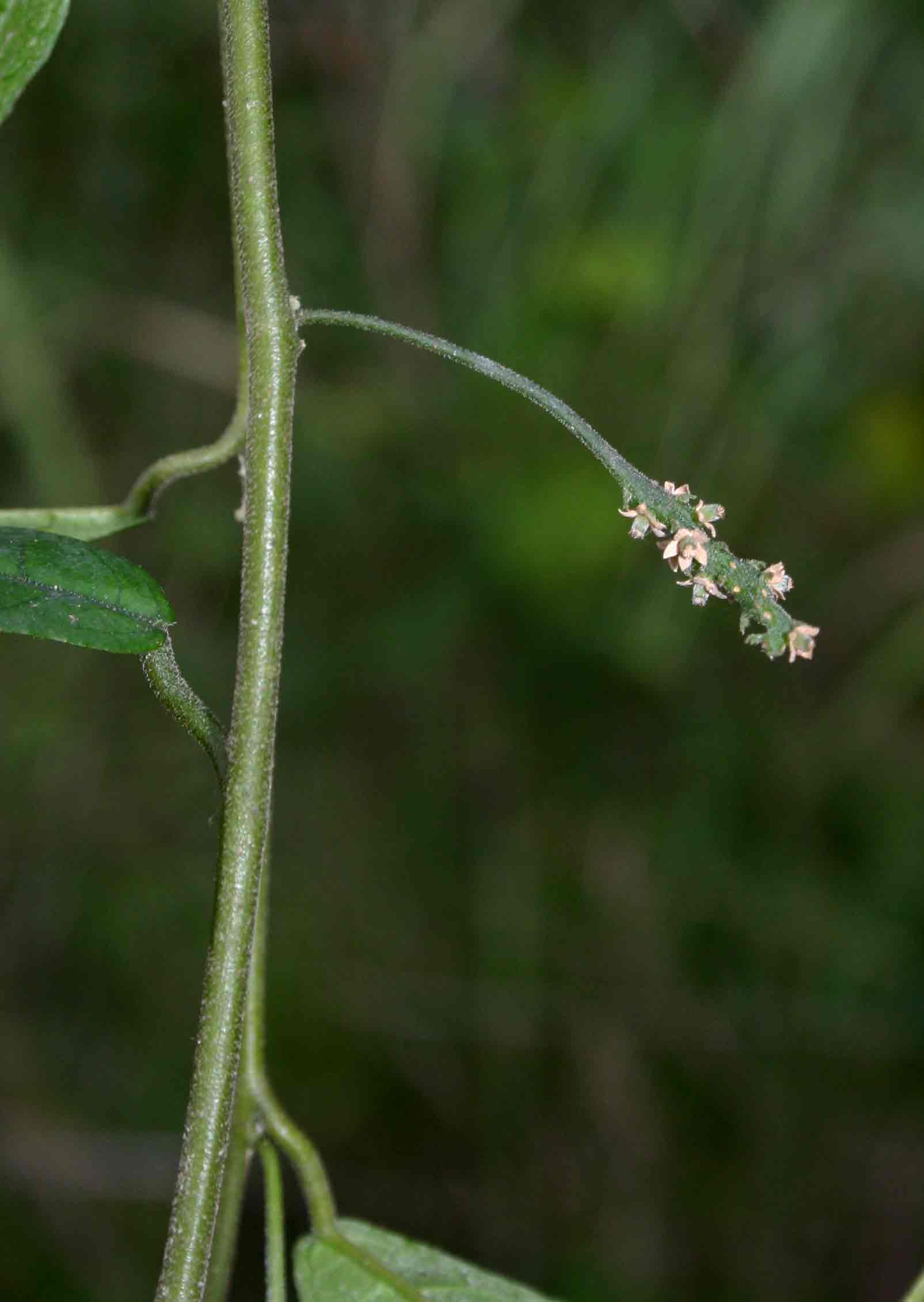 Pyrenacantha kirkii Pyrenacantha kirkii