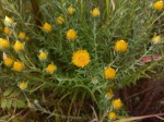 Helichrysum kirkii var. kirkii