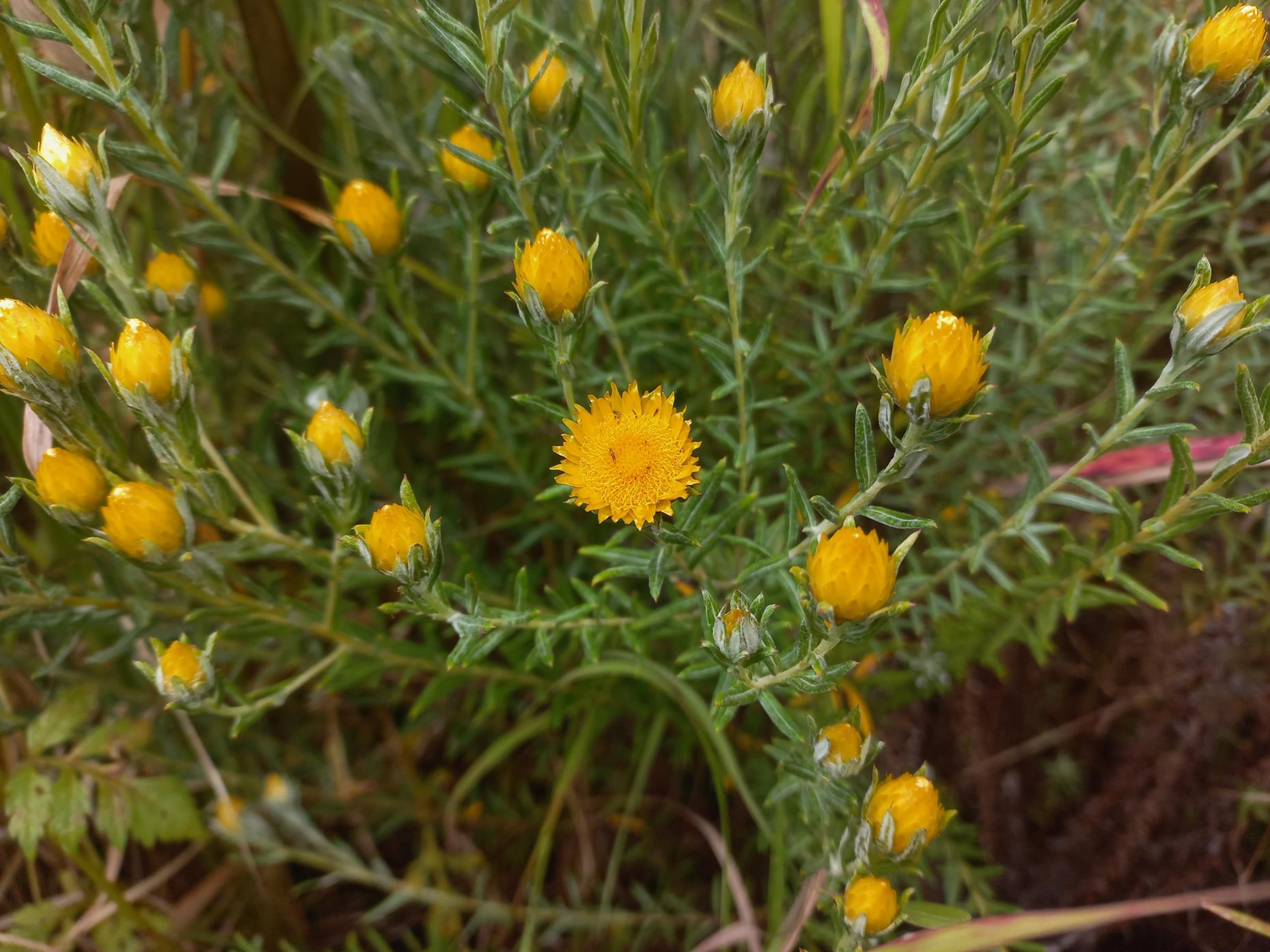Helichrysum kirkii var. kirkii