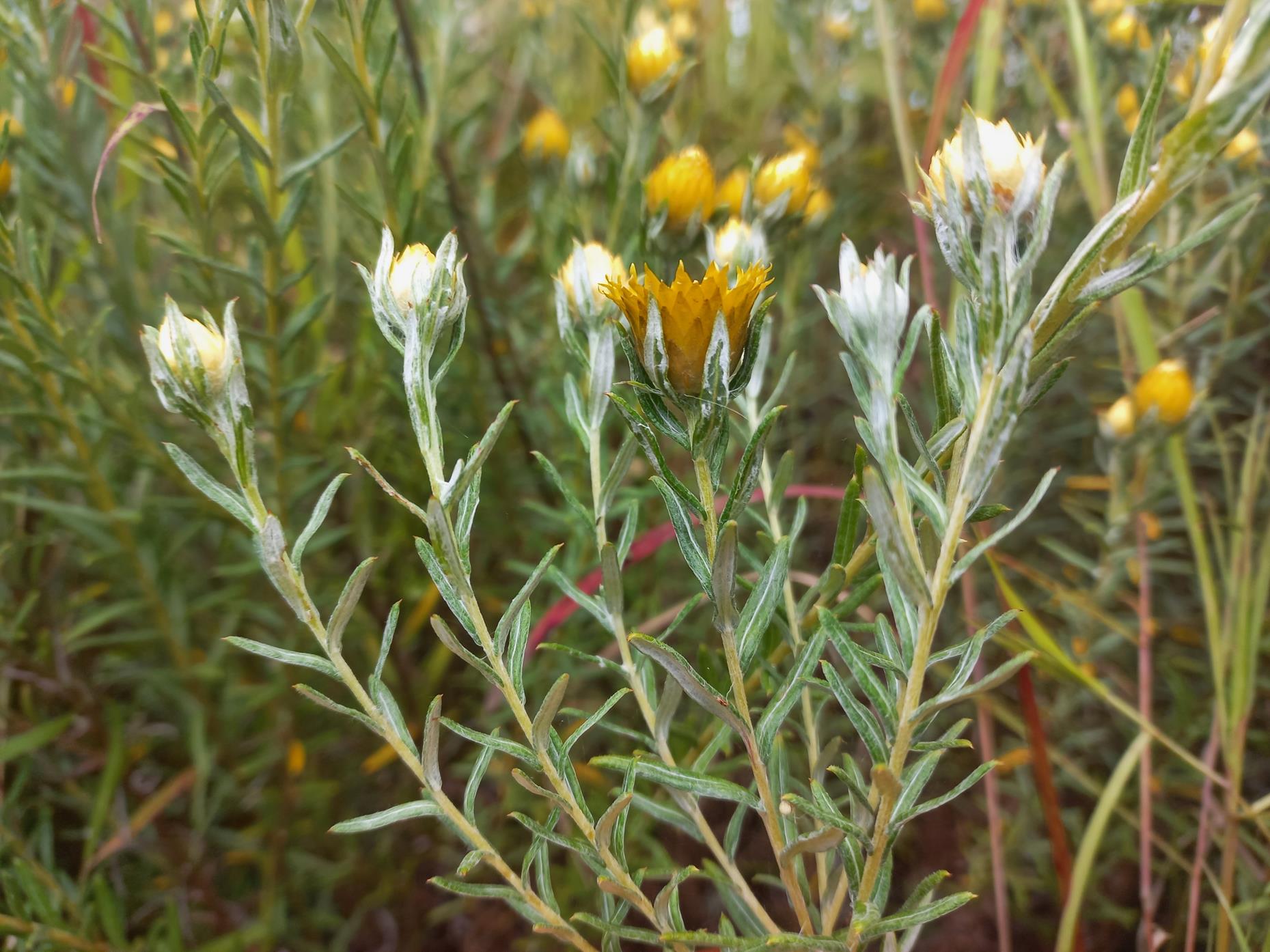 Helichrysum kirkii var. kirkii Helichrysum kirkii var. kirkii