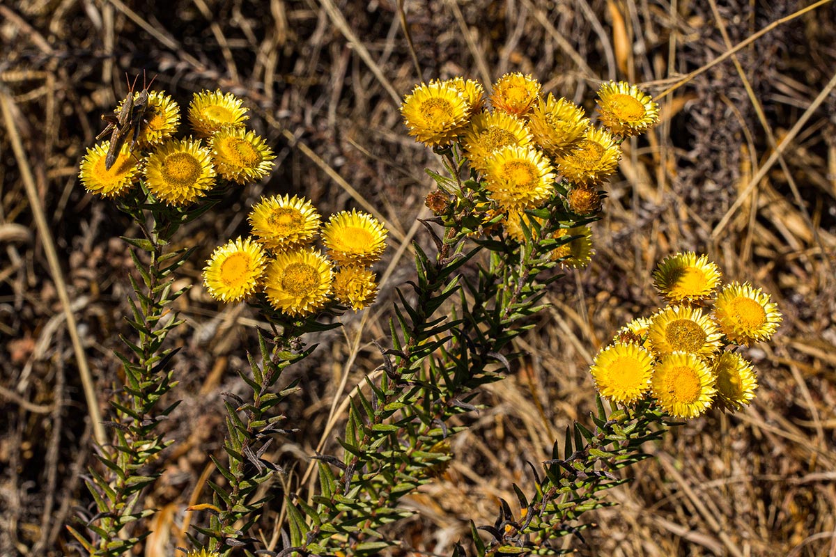 Helichrysum kirkii var. kirkii