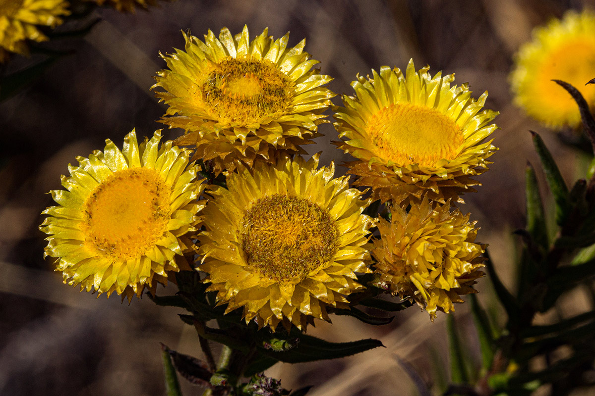 Helichrysum kirkii var. kirkii