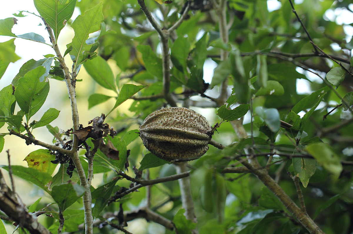Gardenia volkensii subsp. volkensii var. volkensii Gardenia volkensii subsp. volkensii var. volkensii