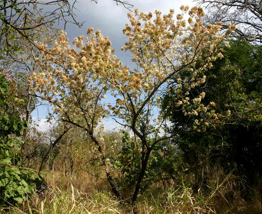 Dombeya shupangae var. shupangae Dombeya shupangae var. shupangae