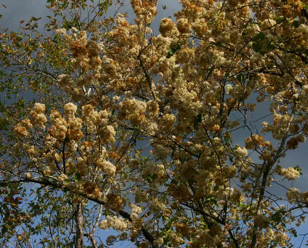 Dombeya shupangae var. shupangae Dombeya shupangae var. shupangae
