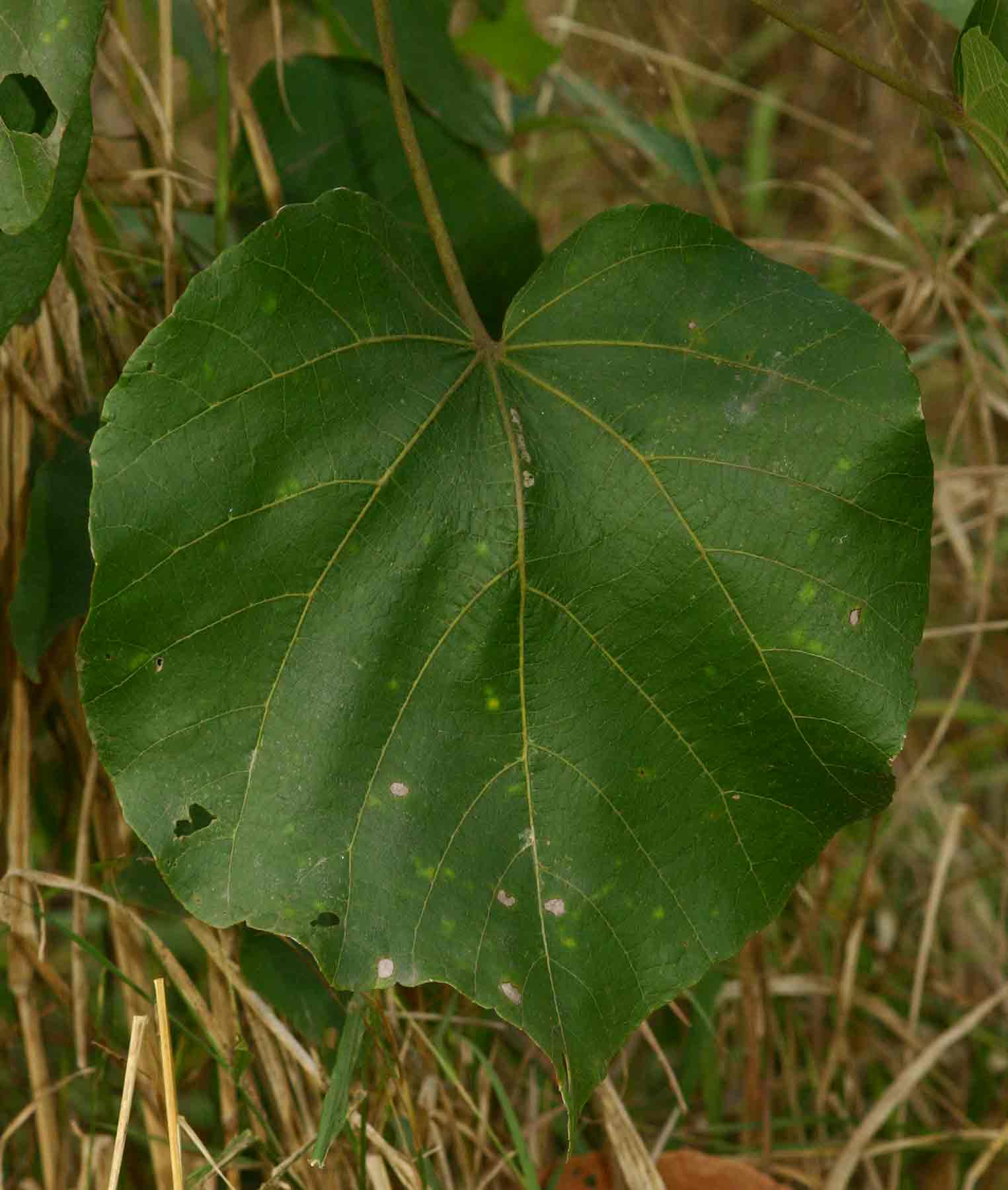 Dombeya shupangae var. shupangae Dombeya shupangae var. shupangae