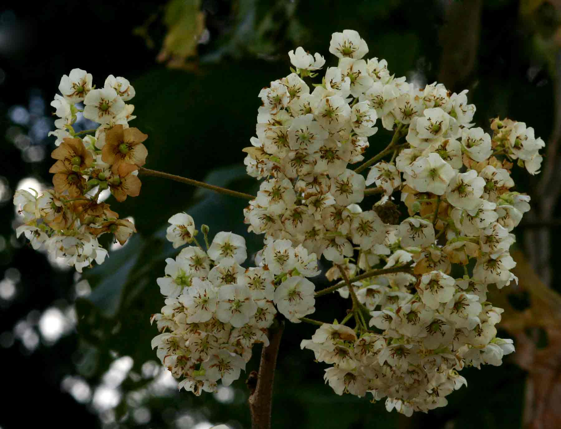 Dombeya shupangae var. shupangae Dombeya shupangae var. shupangae