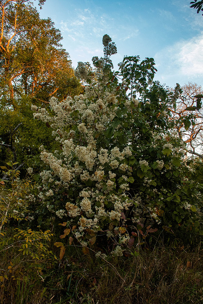 Dombeya shupangae var. shupangae Dombeya shupangae var. shupangae