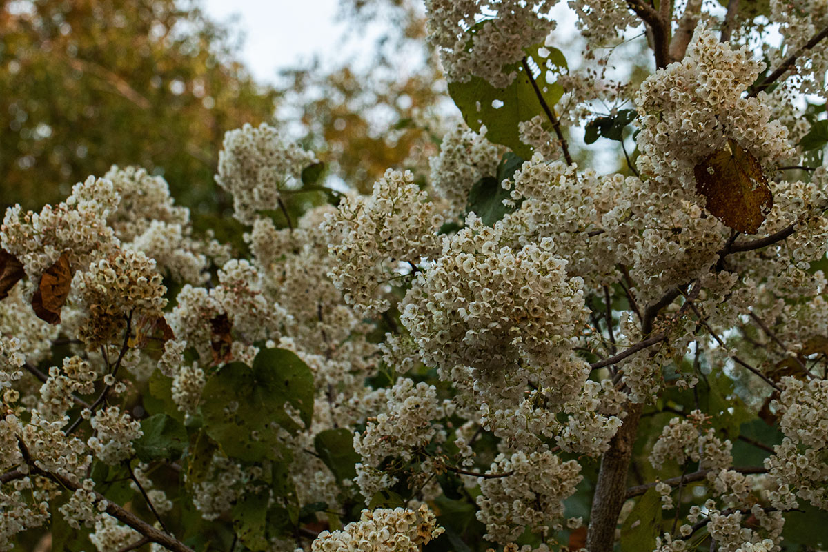 Dombeya shupangae var. shupangae Dombeya shupangae var. shupangae