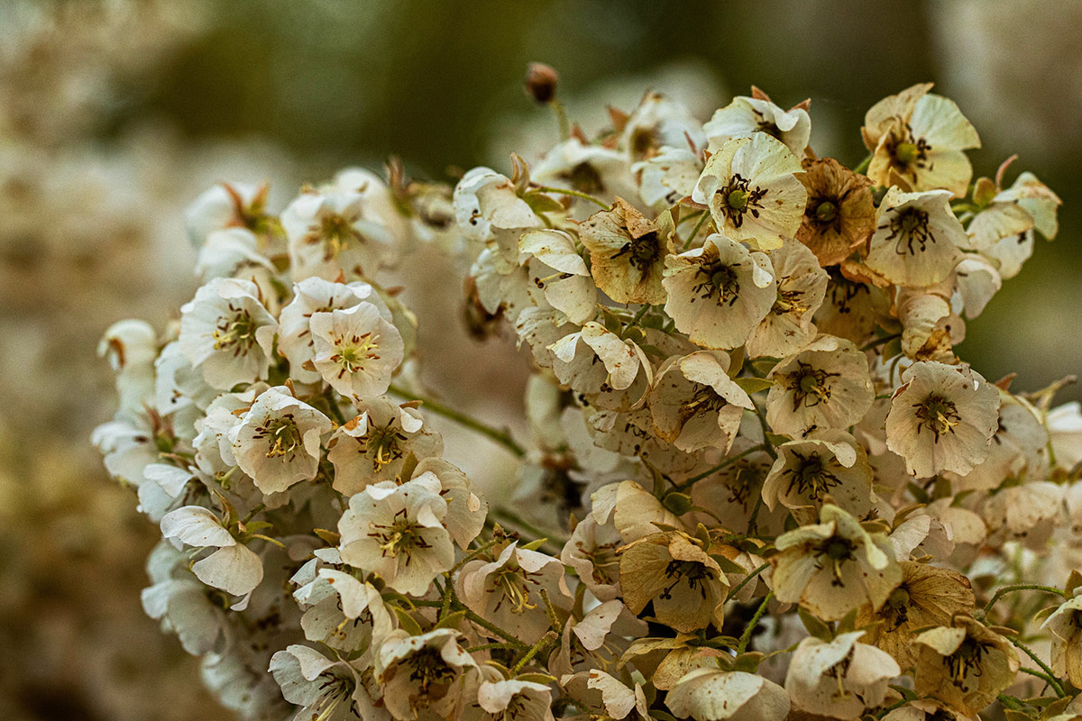 Dombeya shupangae var. shupangae Dombeya shupangae var. shupangae