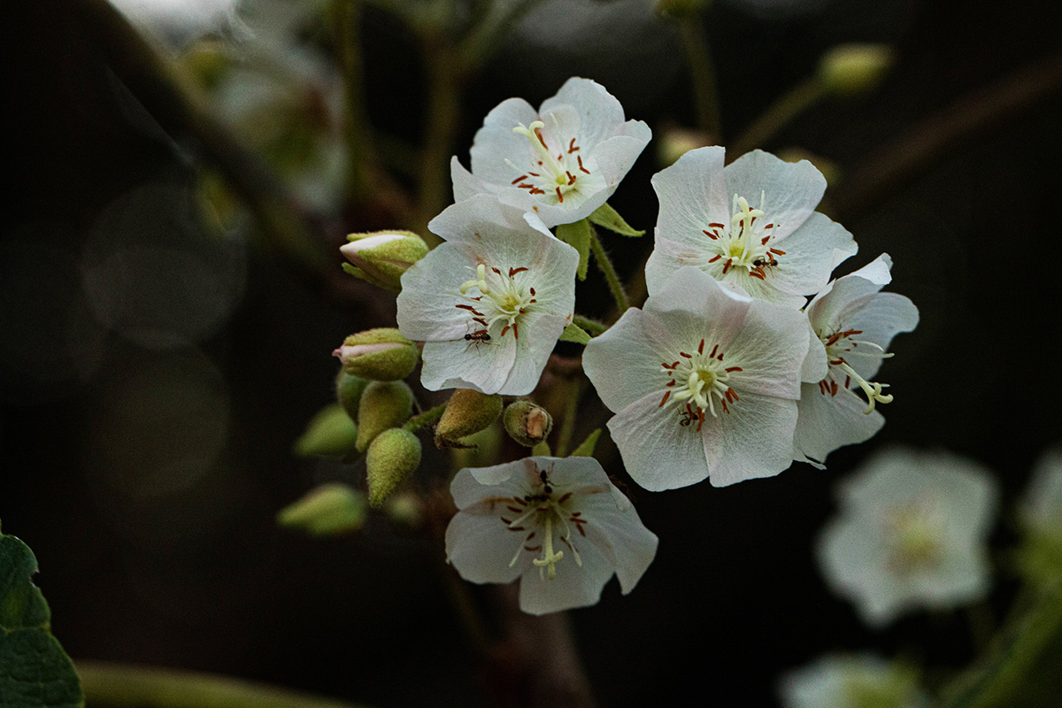 Dombeya shupangae var. shupangae Dombeya shupangae var. shupangae