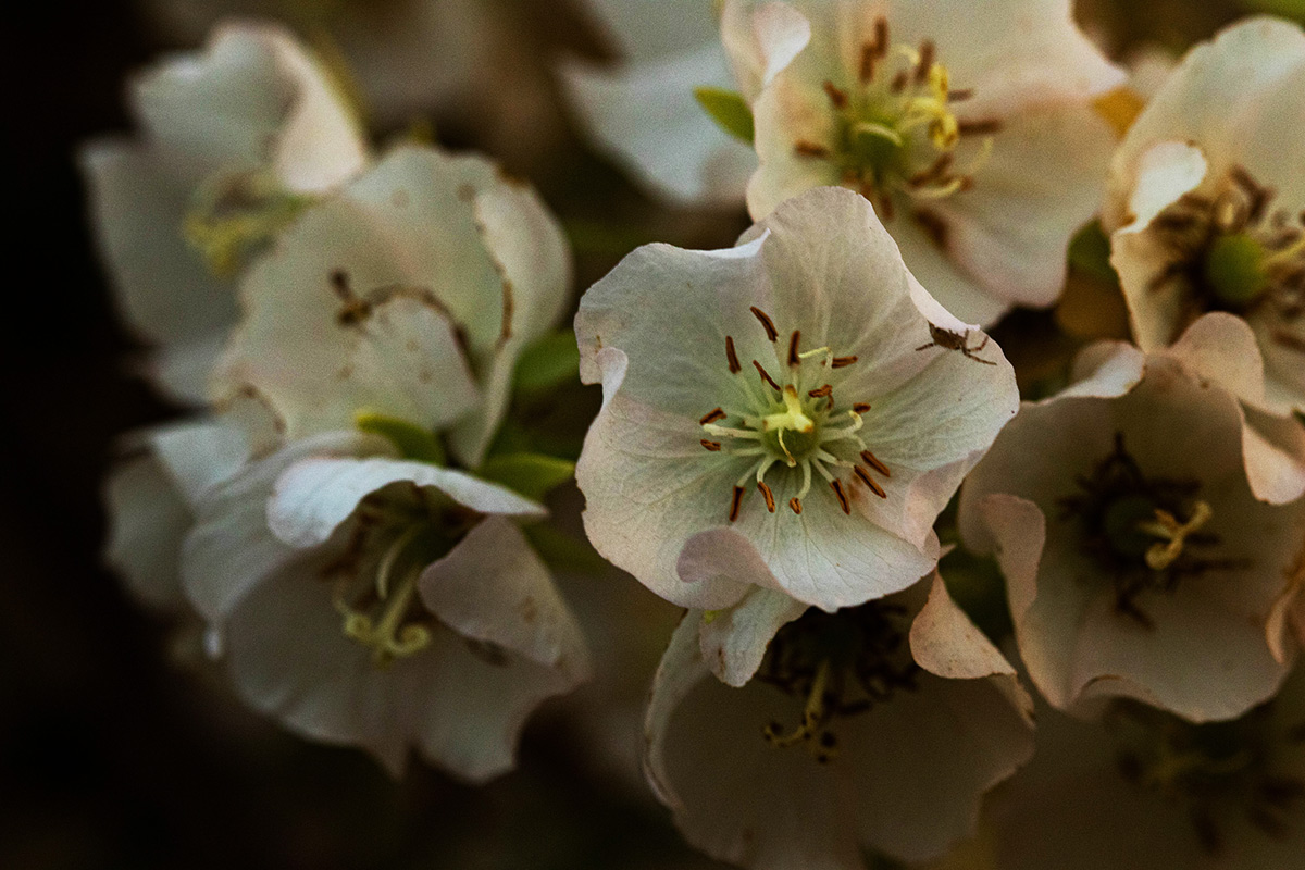Dombeya shupangae var. shupangae Dombeya shupangae var. shupangae