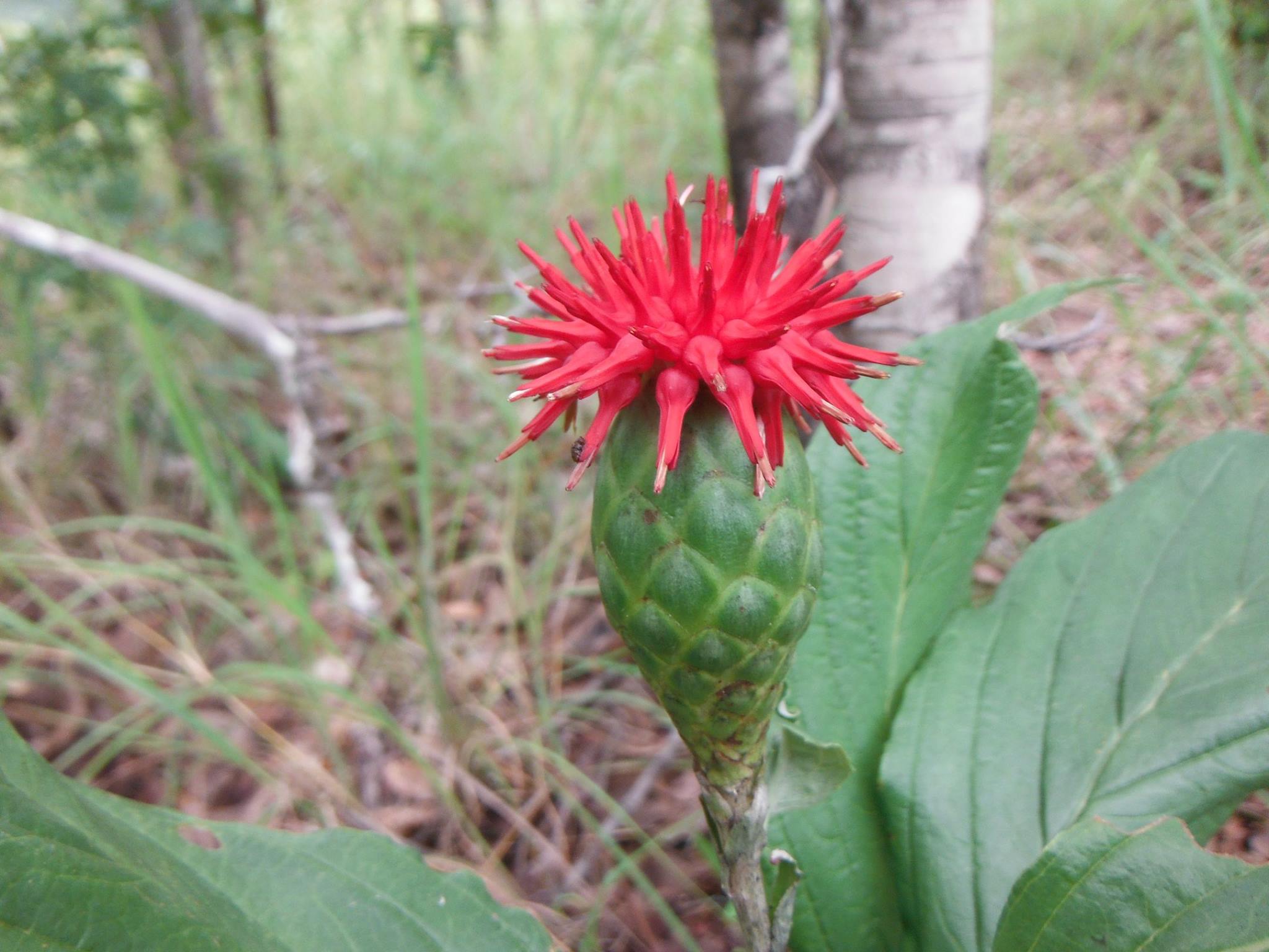 Pleiotaxis pulcherrima