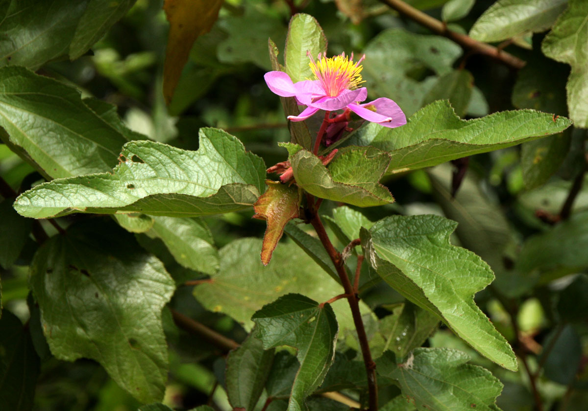 Clappertonia ficifolia