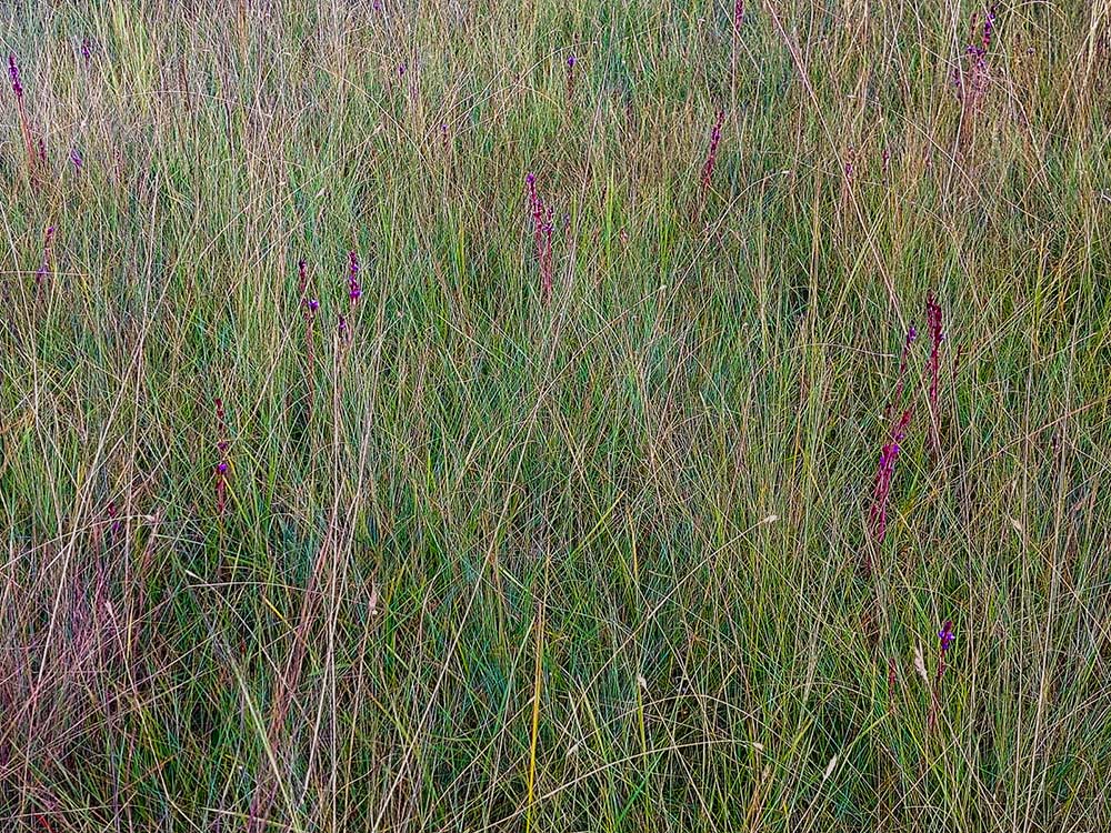 Neurotheca congolana