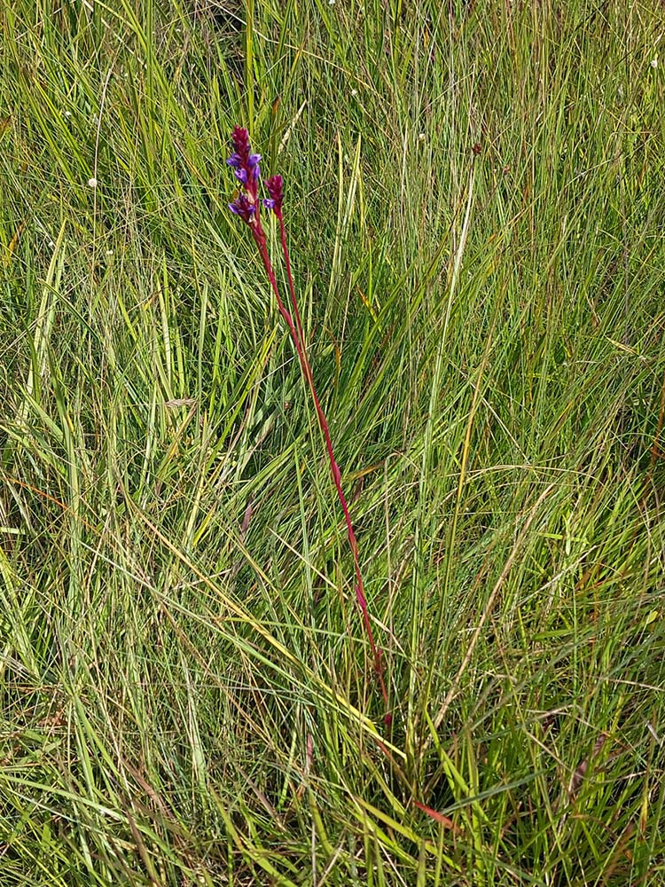 Neurotheca congolana