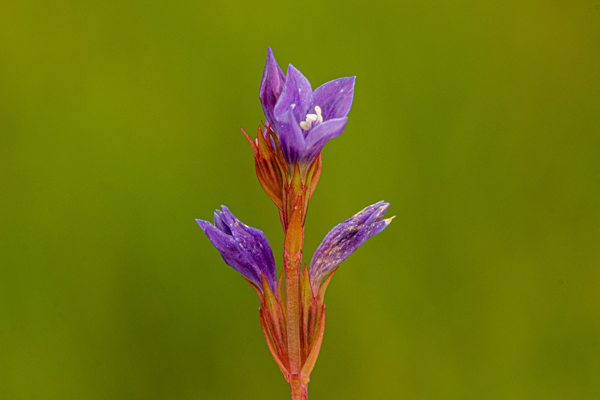 Neurotheca congolana