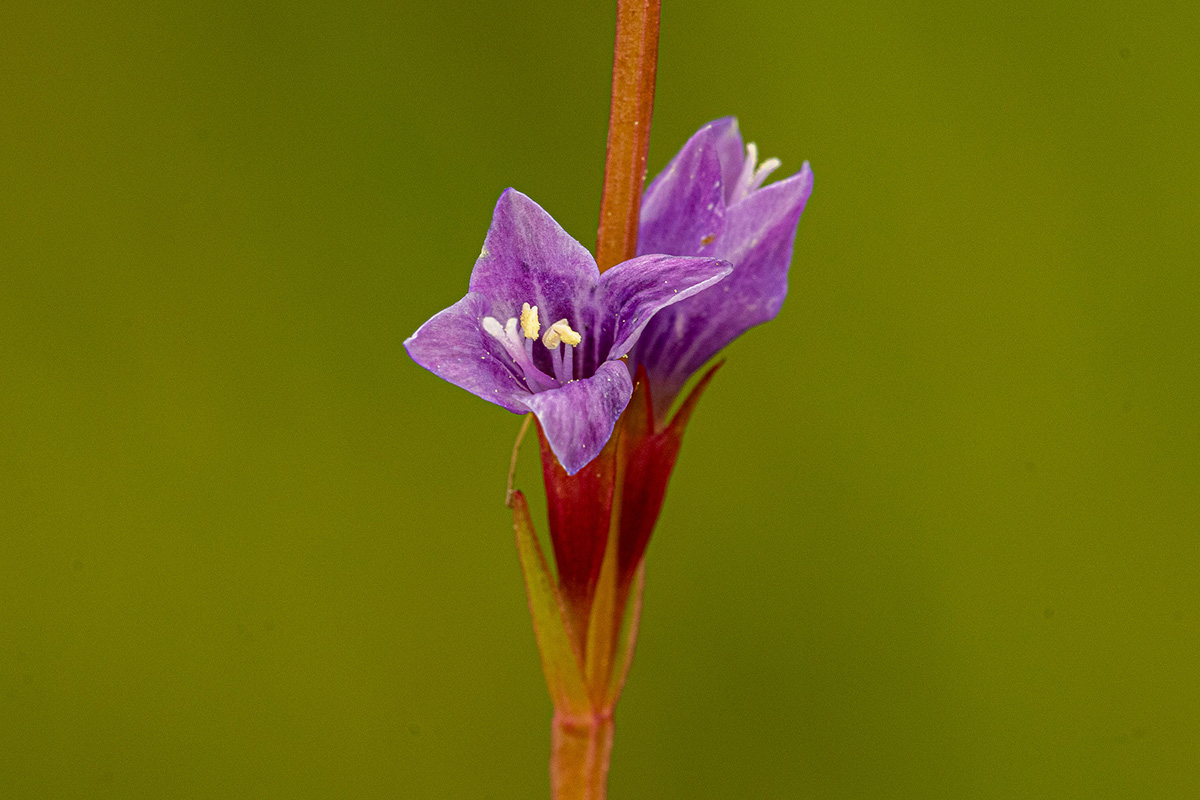 Neurotheca congolana