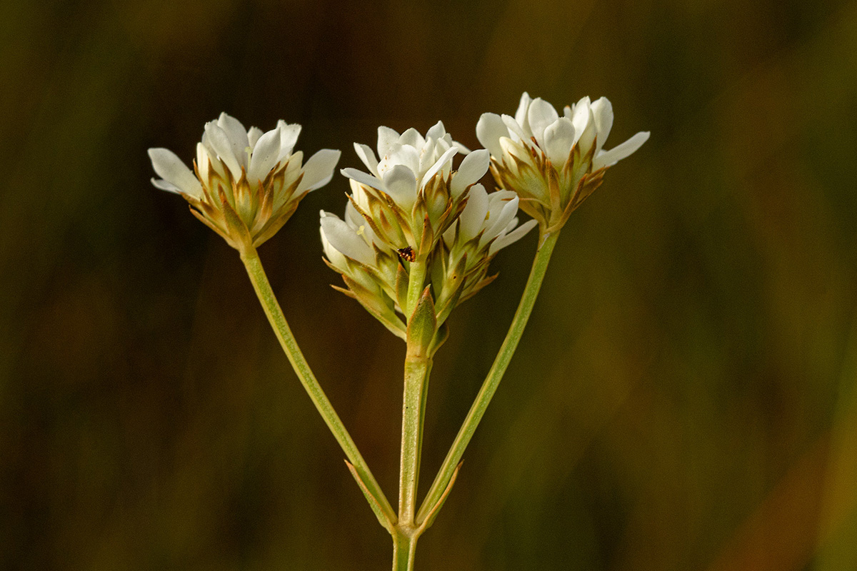 Schinziella tetragona Schinziella tetragona