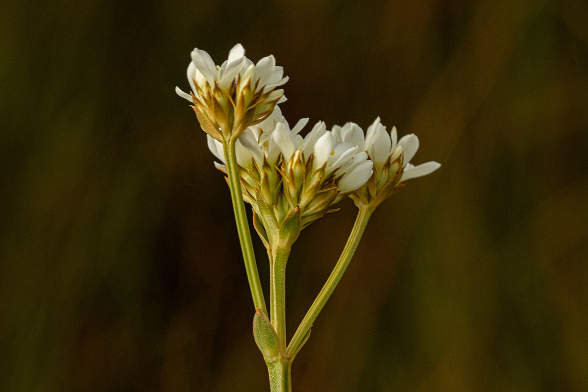 Schinziella tetragona Schinziella tetragona