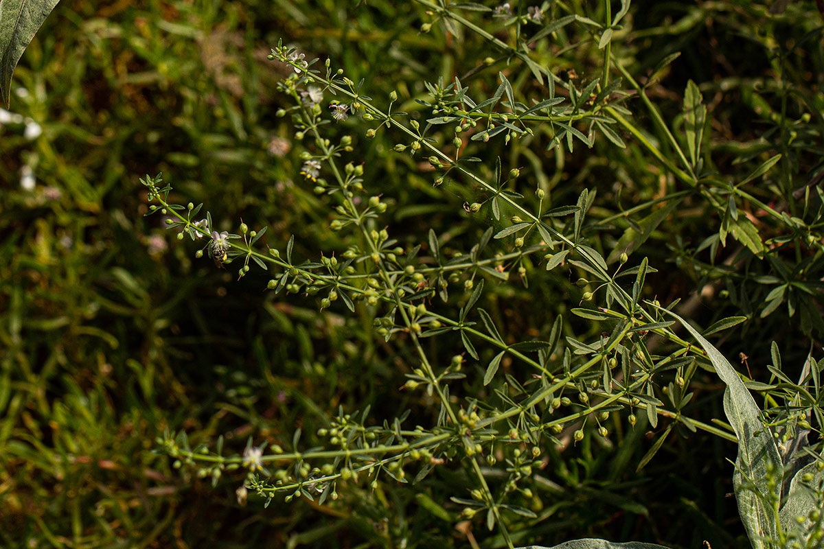 Scoparia dulcis Scoparia dulcis