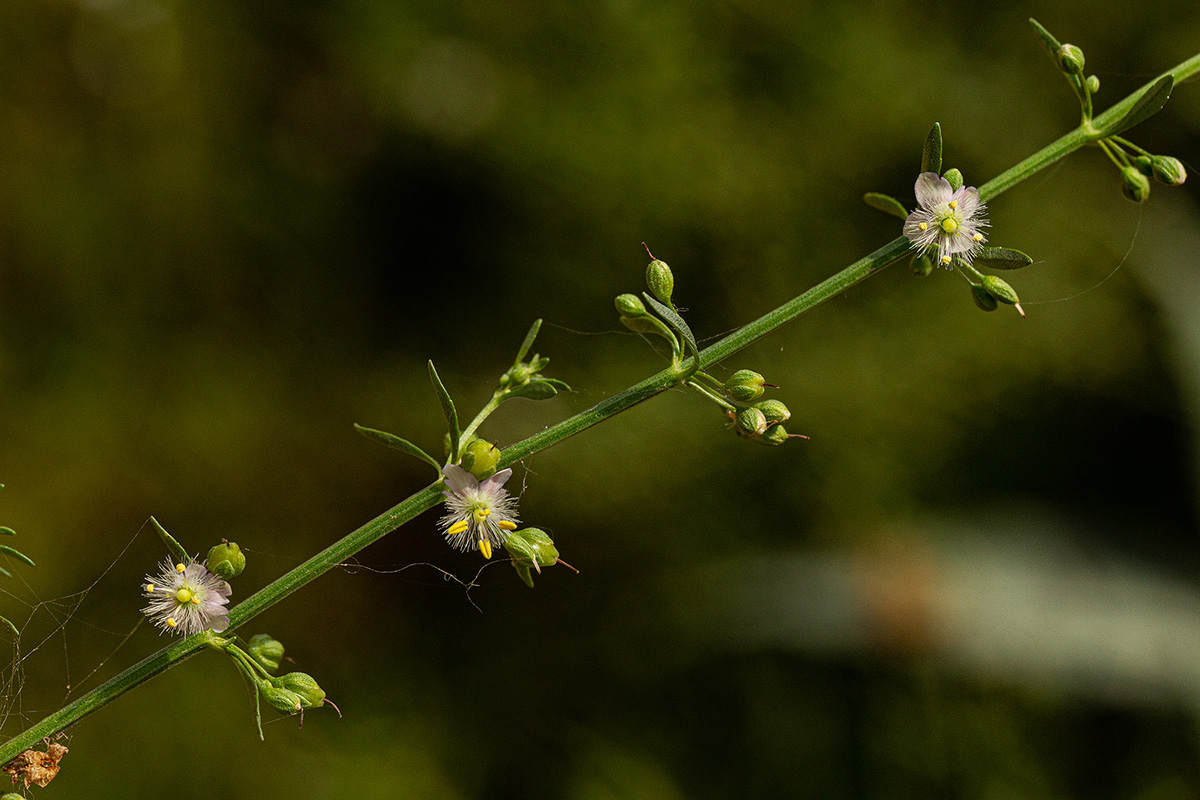 Scoparia dulcis Scoparia dulcis