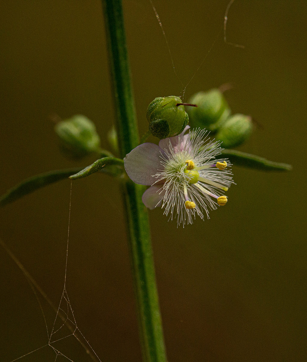 Scoparia dulcis