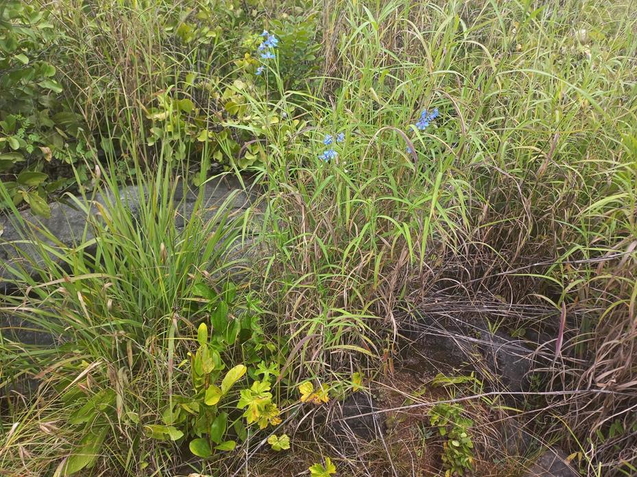 Delphinium dasycaulon