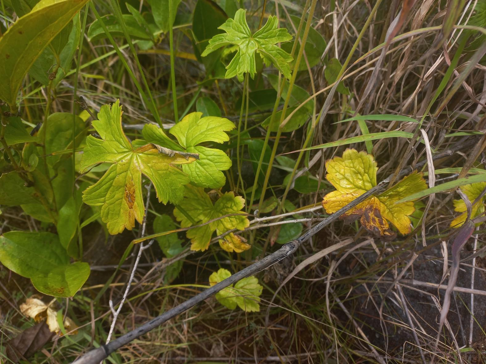 Delphinium dasycaulon