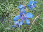 Delphinium dasycaulon