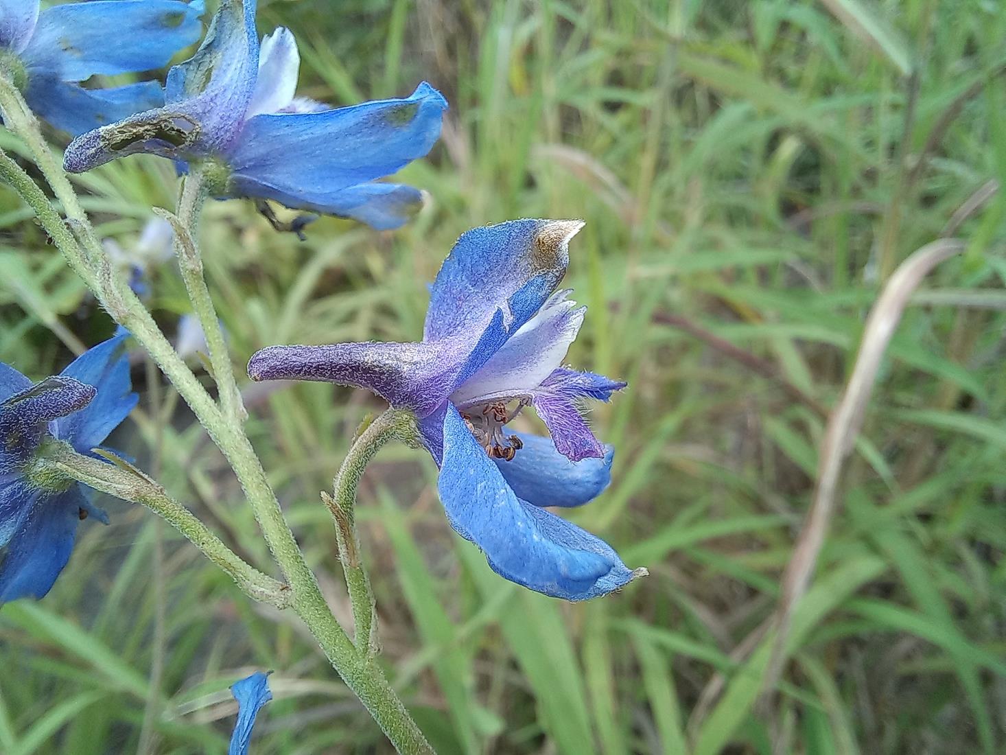 Delphinium dasycaulon Delphinium dasycaulon