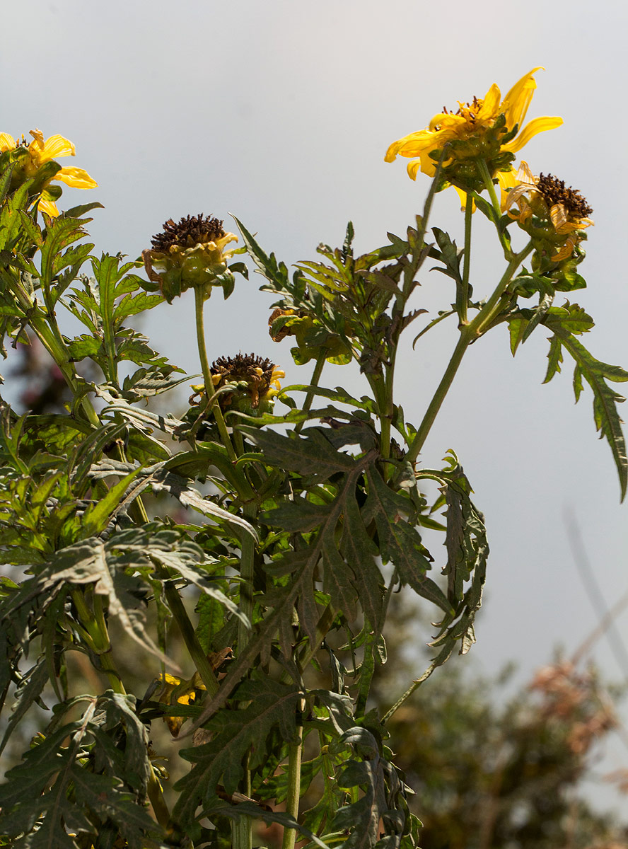 Bidens pinnatipartita