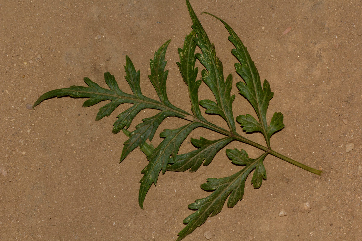 Bidens pinnatipartita