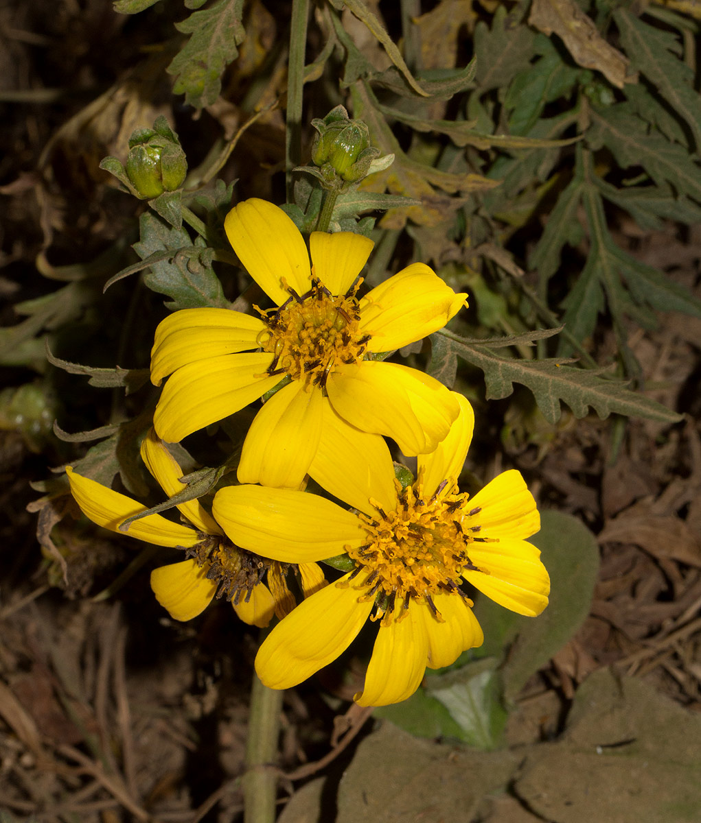 Bidens pinnatipartita