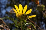 Bidens pinnatipartita