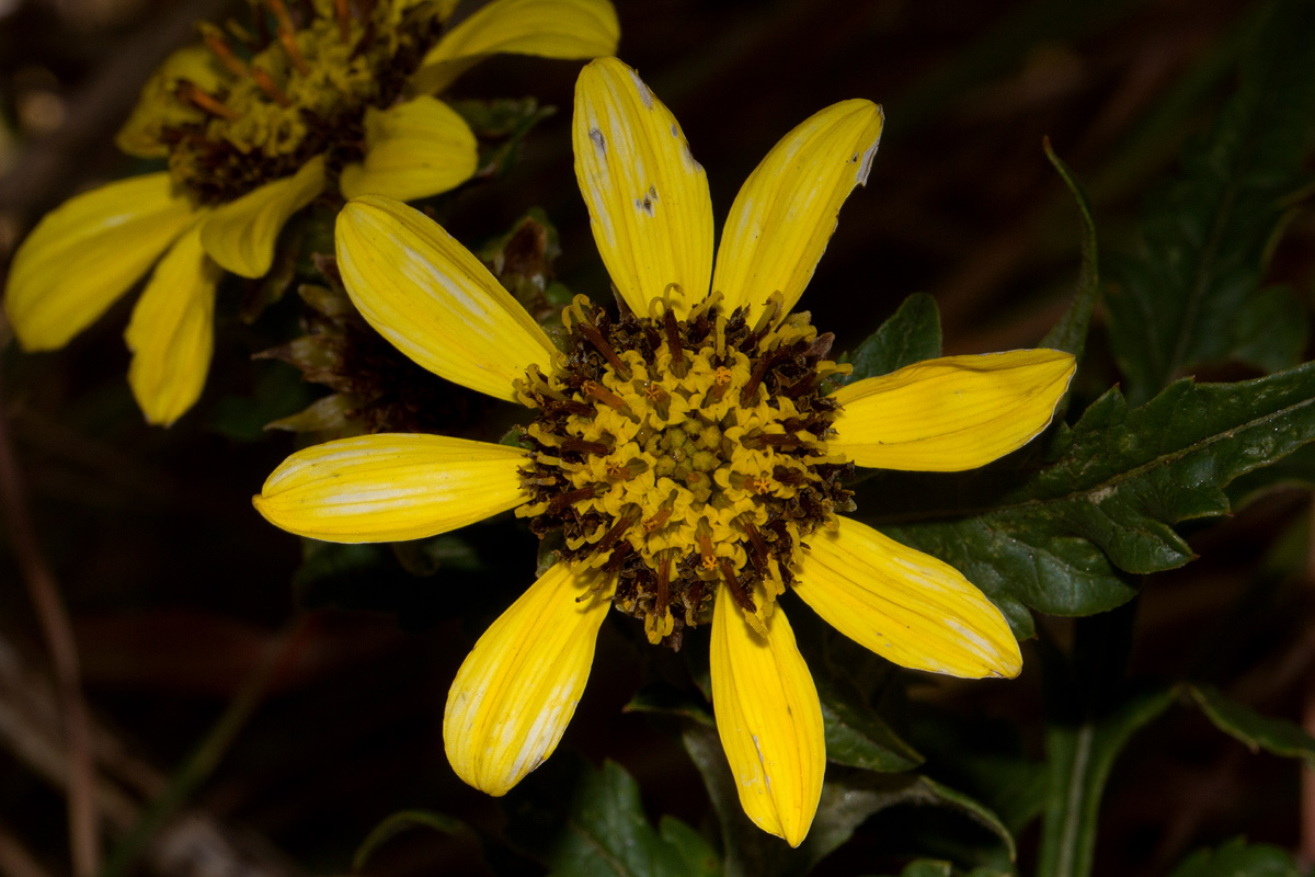 Bidens pinnatipartita