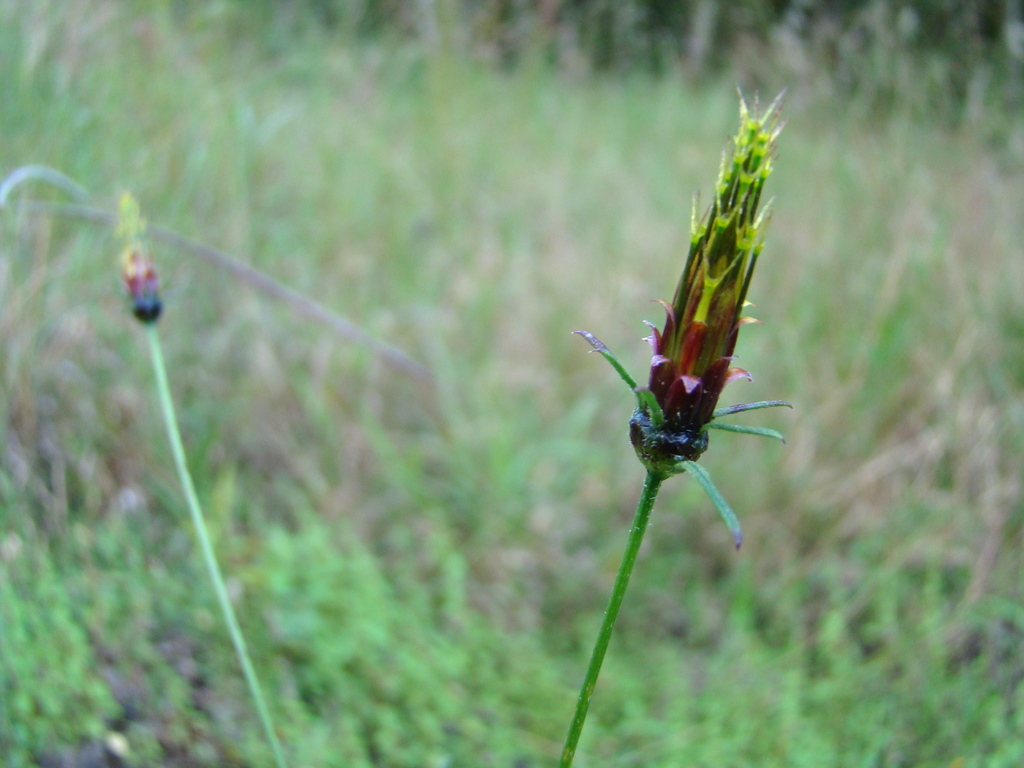 Bidens acuticaulis var. acuticaulis