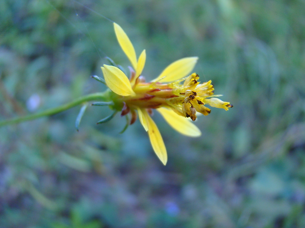 Bidens acuticaulis var. acuticaulis