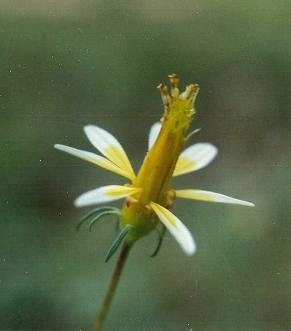Bidens acuticaulis var. acuticaulis