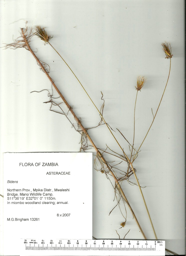 Bidens acuticaulis var. acuticaulis