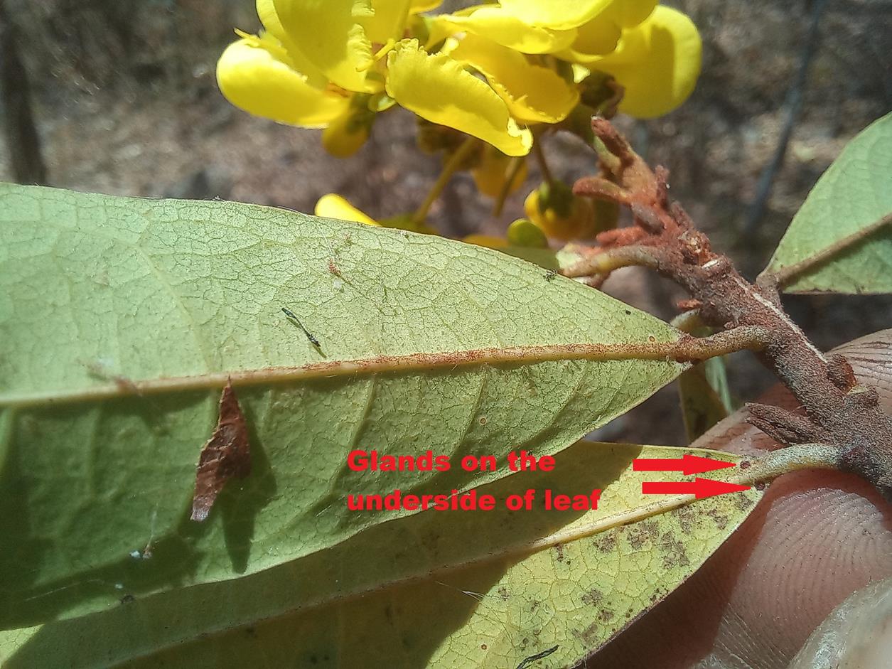 Acridocarpus natalitius var. linearifolius Acridocarpus natalitius var. linearifolius